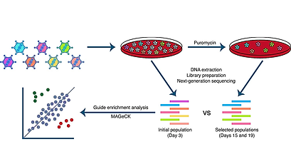 PMRF Annual Review 2022 — IRF3 Degradation & IFN-Independent Antivirals